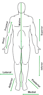 Anatomical Position Chart Www Bedowntowndaytona Com