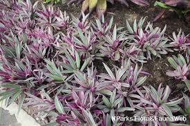 Image result for Tradescantia spathacea