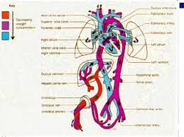 Fetalcirculation