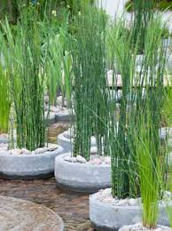 Wer seinem garten einen unaufdringlichen, jedoch trotzdem dekorativen eyecatcher verpassen möchte und zudem einen passenden standort vorweisen kann. Equisetum Japonicum Equisetum Hyemale Var Japonicum Japanischer Winter Schachtelhalm Gunstig Kaufen