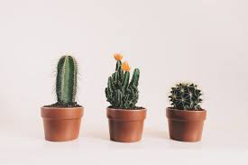 Wish i had known it would get so big, would have planted it further from the house. Six Of The Best Plants To Fight Radiation In Your Home Bokashi Living
