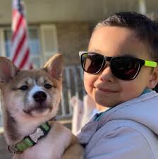 This Shiba has the cutest smile ever! 😊❤️