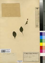 Image result for Agelanthus krausei