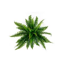 These have additional ingredients that help them withstand the. Artificial Plant Boston Fern Medium Higheight Home Living