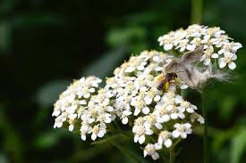 Image result for Achillea millefolium
