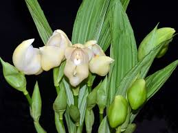 Image result for Pearsonia uniflora