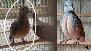 Burung derkuku habitat ciri makanan dan mitos yang beredar. Burung Perkutut Harga Ciri Jenis Dan Cara Merawat