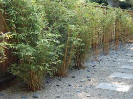 Get free shipping on qualified bamboo or buy online pick up in store today in the outdoors department. Bamboo Landscaping Guide Design Ideas Pro Tips Install It Direct