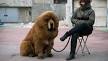 Tibetan Mastiff Puppies For Sale - AKC PuppyFinder