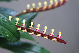 Image result for Bulbophyllum falcatum