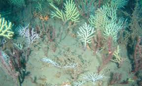 Lost coral reef found alive after 60 years