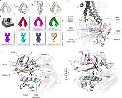 Beautiful models ballerinas gymnasts contortionist wonderful show flexibility stretching. Flexible To Rigid Transition Is Central For Substrate Transport In The Abc Transporter Bmra From Bacillus Subtilis Communications Biology