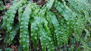 Image result for Asplenium staudtii