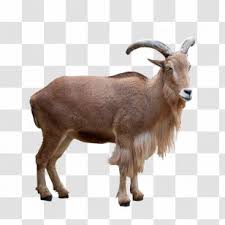 Until recently, it was placed in the genus hemitragus, but genetic evidence supports its removal to a separate monotypic genus. Arabian Tahr Png Images Transparent Arabian Tahr Images