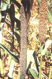 Image result for Eriosema shirense