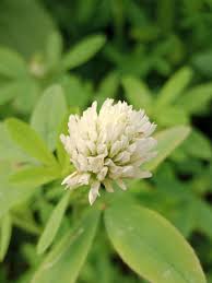 Image result for Trifolium polystachyum