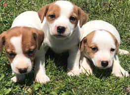 Satilik Jack Russel Fiyatlari Kopek Dunyasi