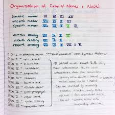 Cranial Nerves Tumblr