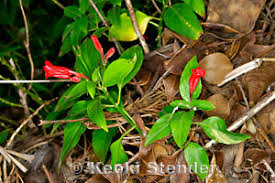 Image result for Ruellia brevifolia