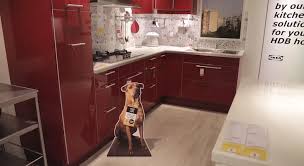 Ikea Pet Adoption Business Insider Ikea New Dog Adoption Animals