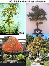 001 Facherahorn Jpg Bonsai Baum Bonsai Gartengestaltung