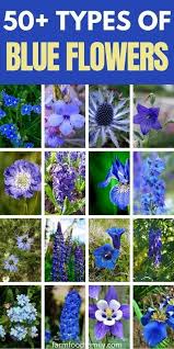 50 Types Of Blue Flowers With Names Meaning And Pictures In 2020 Types Of Blue Flowers Types Of Blue Blue Flowers