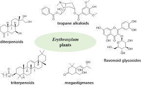 Image result for Erythroxylum emarginatum