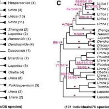 Image result for Girardinia bullosa