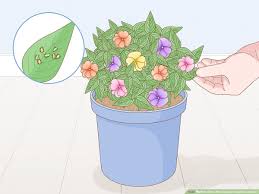 Sep 28, 2020 · the leaves of normal impatiens will scorch under too much sun, but this is not an issue for sunpatiens. How To Grow New Guinea Impatiens Indoors 14 Steps With Pictures