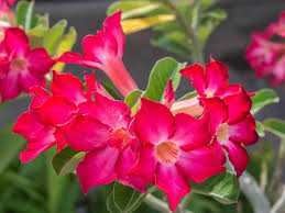 Cute african animals, birds and flowers. Flowers Of The Kruger Royal Safaris Transfers And Tours