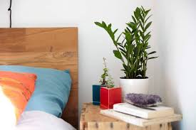 Discover some other gorgeous cactus species for cacti are succulents and grow well in dry climates. The 5 Best Plants To Keep In Your Dorm Room