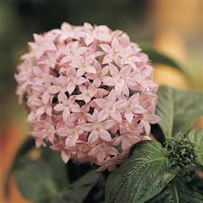 Image result for Pentas longiflora