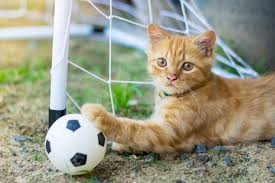 As it's getting colder while we're in september and ultimately starting the second in our summer styles: You Are Not Ready For These Soccer Cat Stock Photos