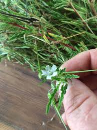 Image result for Athrixia phylicoides