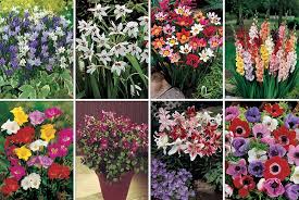 9 99 Instead Of 14 99 From You Garden For 200 Summer Flowering Bulbs Including Oriental Lilies Freesia Summer Flowering Bulbs Planting Bulbs Oriental Lily