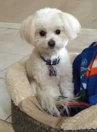 110 Best Morkie Images On Pinterest Adorable Animals Maltese Maltipoo Haircuts Maltipoo Dog Haircuts