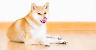 Help My Dog Ate Chapstick What Do I Need To Do Now