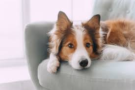 Keeping Your Dog Off The Couch