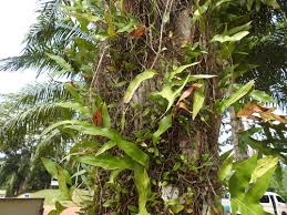 Image result for Loxogramme latifolia