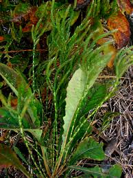 Image result for Elytraria