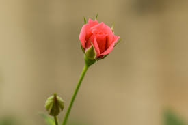 Rosa Bela Flor - Foto gratuita no Pixabay