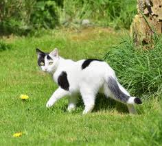 Check spelling or type a new query. White Cat With Black Spots Is Walking On The Grass Free Image Download