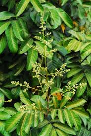 Image result for Glenniea