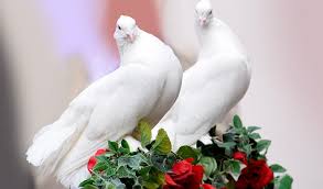 Spiritual Meaning Of A Pair Of Doves