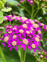 Image result for Eleocharis welwitschii