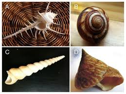 mollusk classification advanced ck 12 foundation