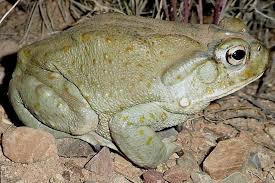 Colorado River Toad Incilius Alvarius Frog And Toad Toad Frog