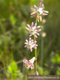 Image result for Silene kiwuensis