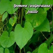 Image result for Ipomoea chloroneura