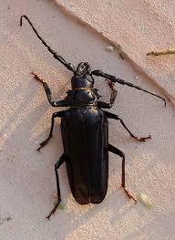 Beetle Big Black Bug In House Paloverde Root Borer Derobrachus Geminatus Beetle Insect Cool Bugs Bugs And Insects